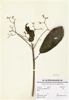 藏品(大青)的圖片